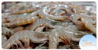 Thailand Shrimps