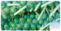 Brussel Sprout