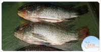 Tilapia