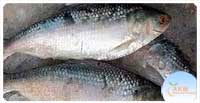 Hilsa