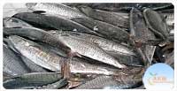 KingFish