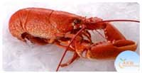Lobster