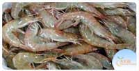 Irani Shrimps