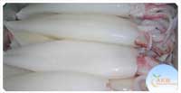 Squid Whole